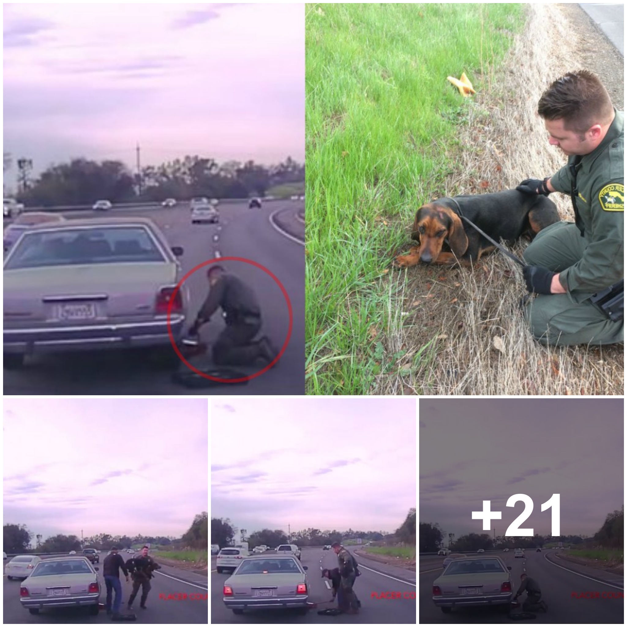 Excitedly following the heroic officers rescuing a hunting dog trapped under a car on a busy highway, the moment everyone got him out was heart-stopping.