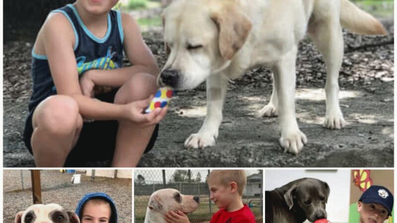 A 7-year-old boy received an ASPCA award for saving more than 1.300 dogs from shelters with a high mortality rate, which made many people admire him.