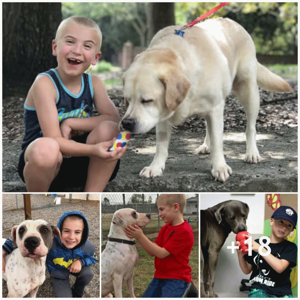 A 7-year-old boy received an ASPCA award for saving more than 1.300 dogs from shelters with a high mortality rate, which made many people admire him.