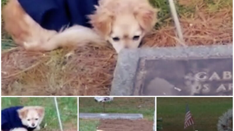 Tragic moment when a loving dog, called away by his new owners, curls up next to the memorial instead of leaving his late owner’s grave