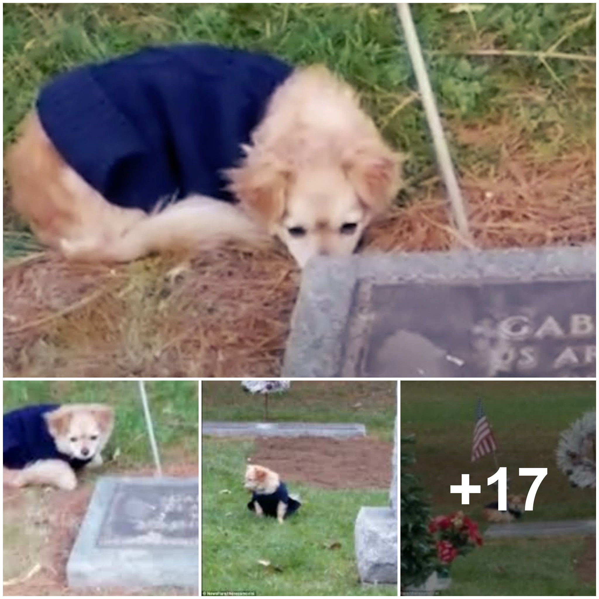 Tragic moment when a loving dog, called away by his new owners, curls up next to the memorial instead of leaving his late owner’s grave