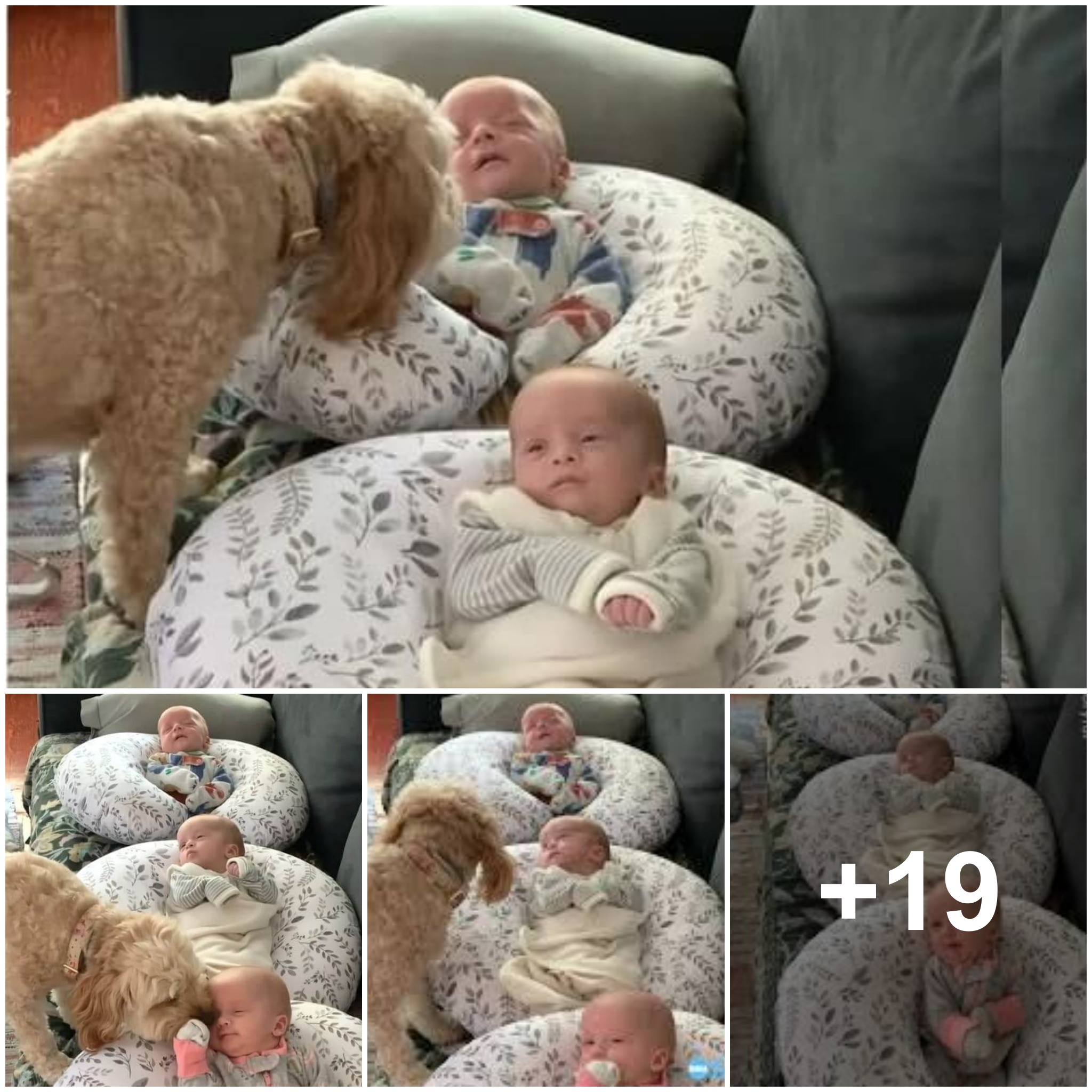 The dog is devoted to his three newborn owners, always by their side to protect their safety, his furry nanny gives their parents peace of mind.