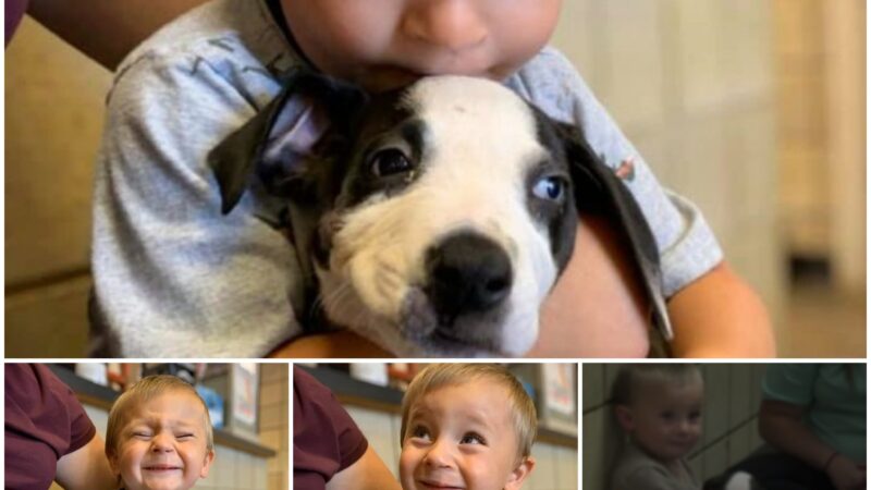 The Heartwarming Experience of a Dog Comforting and Playing with an Autistic Child, Restoring Smiles and Moving Hearts of Parents and Onlookers