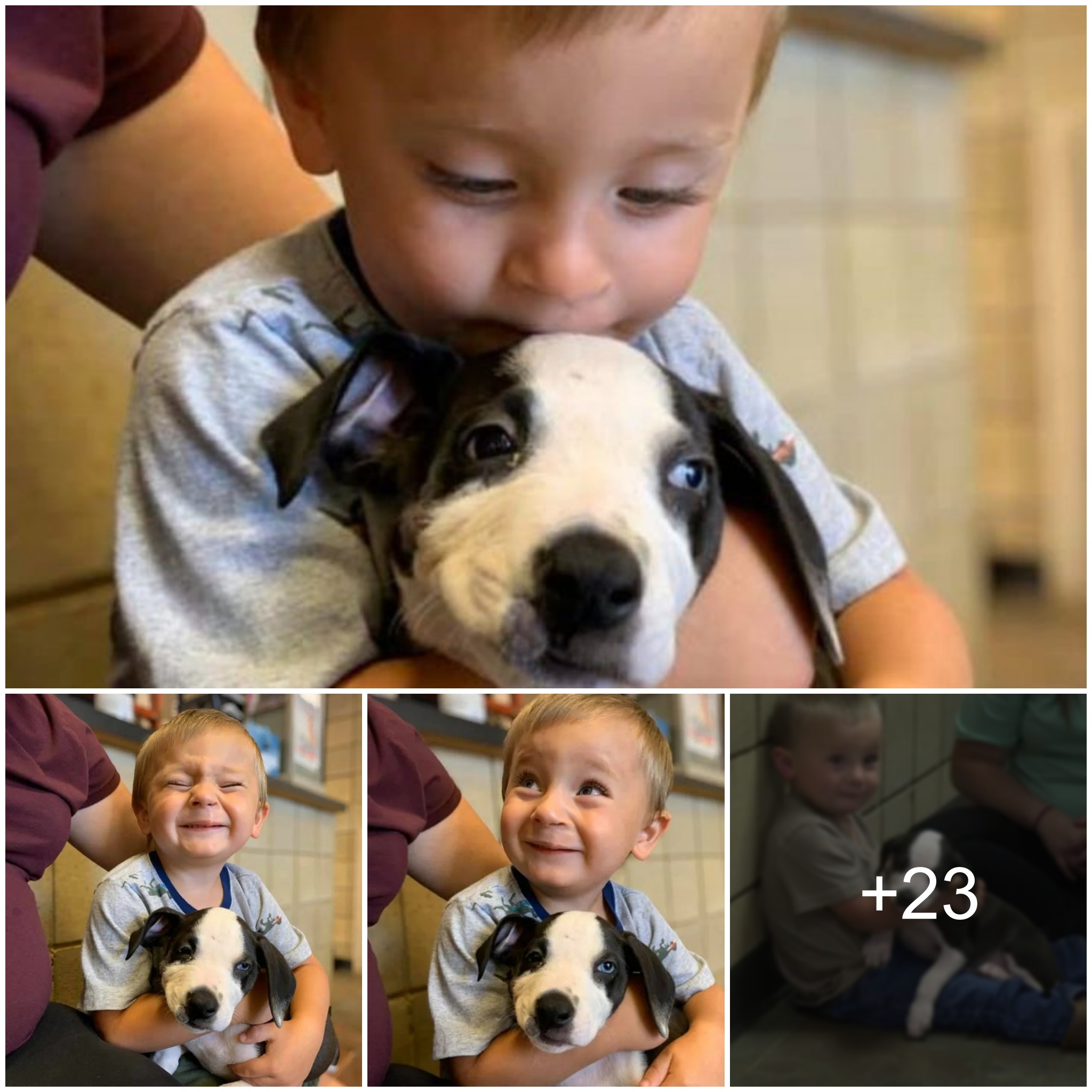 The Heartwarming Experience of a Dog Comforting and Playing with an Autistic Child, Restoring Smiles and Moving Hearts of Parents and Onlookers