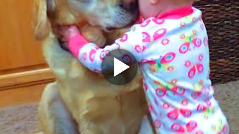 In a touching moment, the adorable dog gives the crying child a tender hug that is as consoling as the gentle sound of unconditional love.