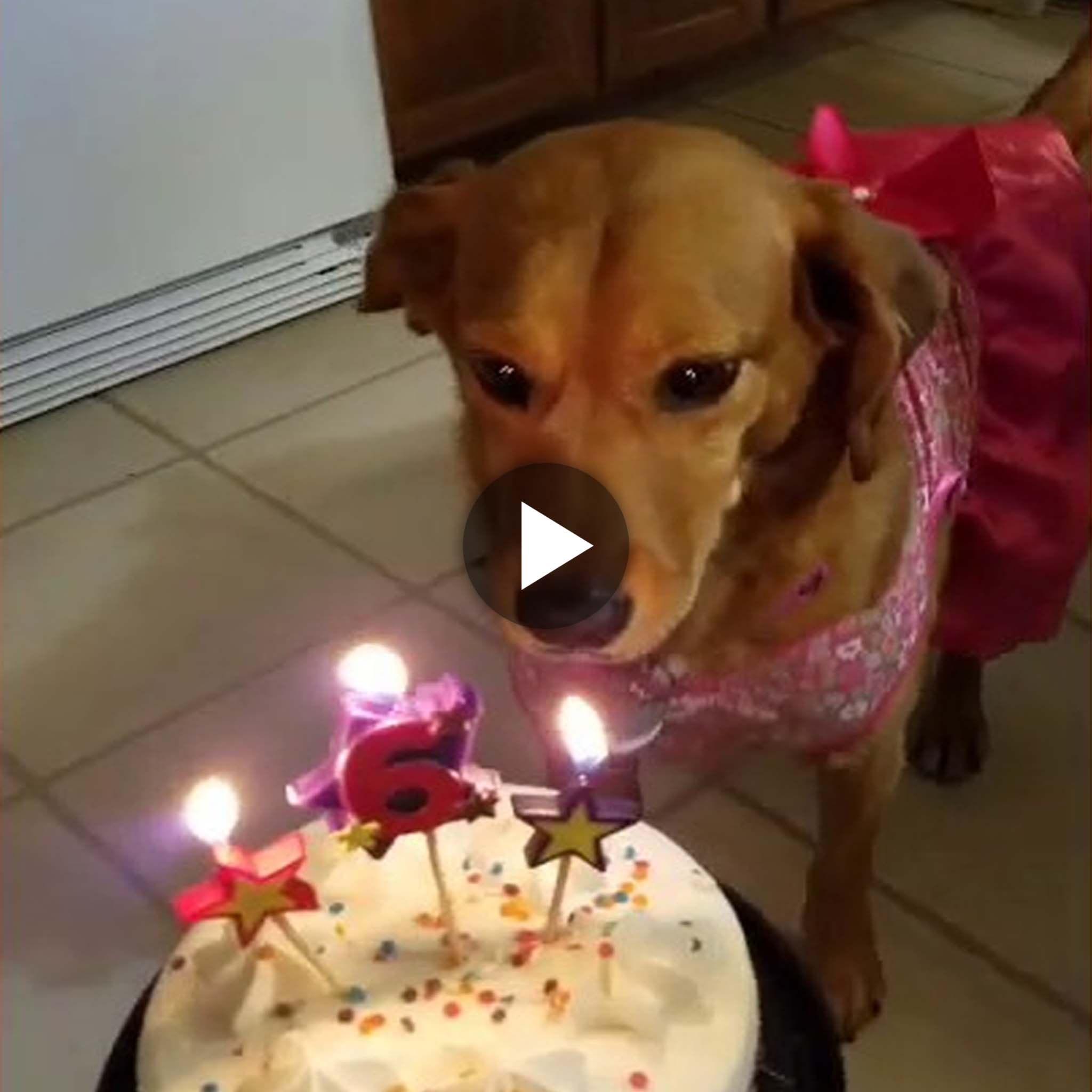 “Happy 6th Birthday, Ginger! Celebrate your birthday with love and gratitude.”