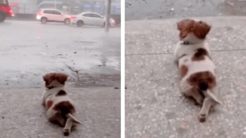 tho “The Endearing Charm of an Adorable Dog: Widely Circulated Video Captures Its Charming Image, Lying with Crossed Paws under the Rain, Patiently Awaiting Its Owner, Creating a Heartwarming Scene that Melts the Hearts of the Online Community.” tho