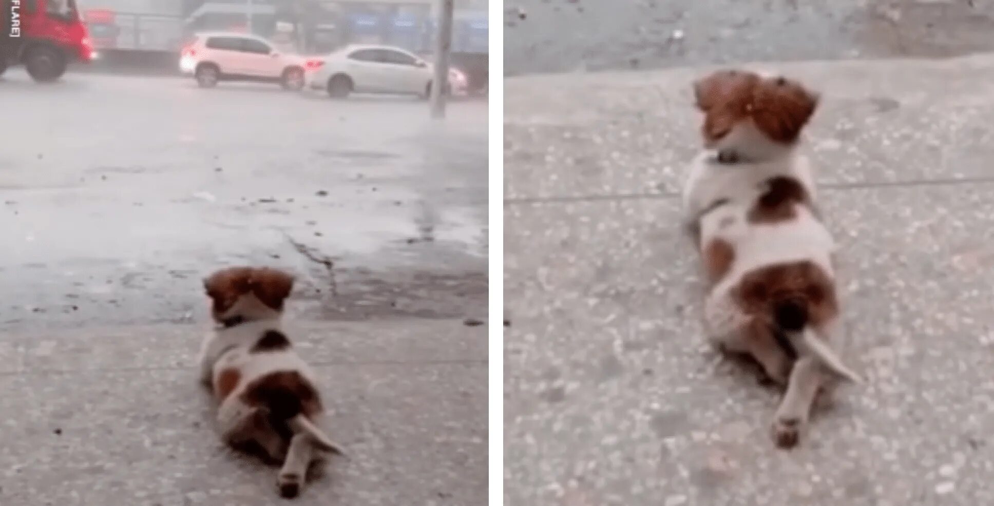 tho “The Endearing Charm of an Adorable Dog: Widely Circulated Video Captures Its Charming Image, Lying with Crossed Paws under the Rain, Patiently Awaiting Its Owner, Creating a Heartwarming Scene that Melts the Hearts of the Online Community.” tho