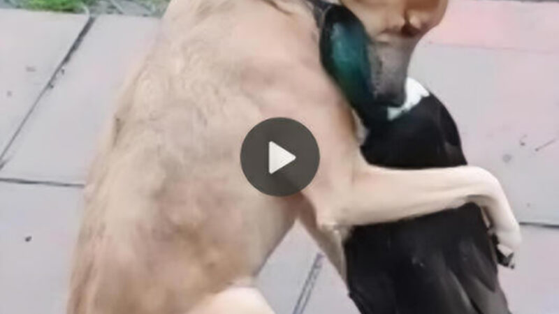 Heartfelt Goodbye: Devoted Dog Shares Tearful Farewell Hug with Duck in Their Final Encounter, Marking the End of 8 Months of Warm Friendship.