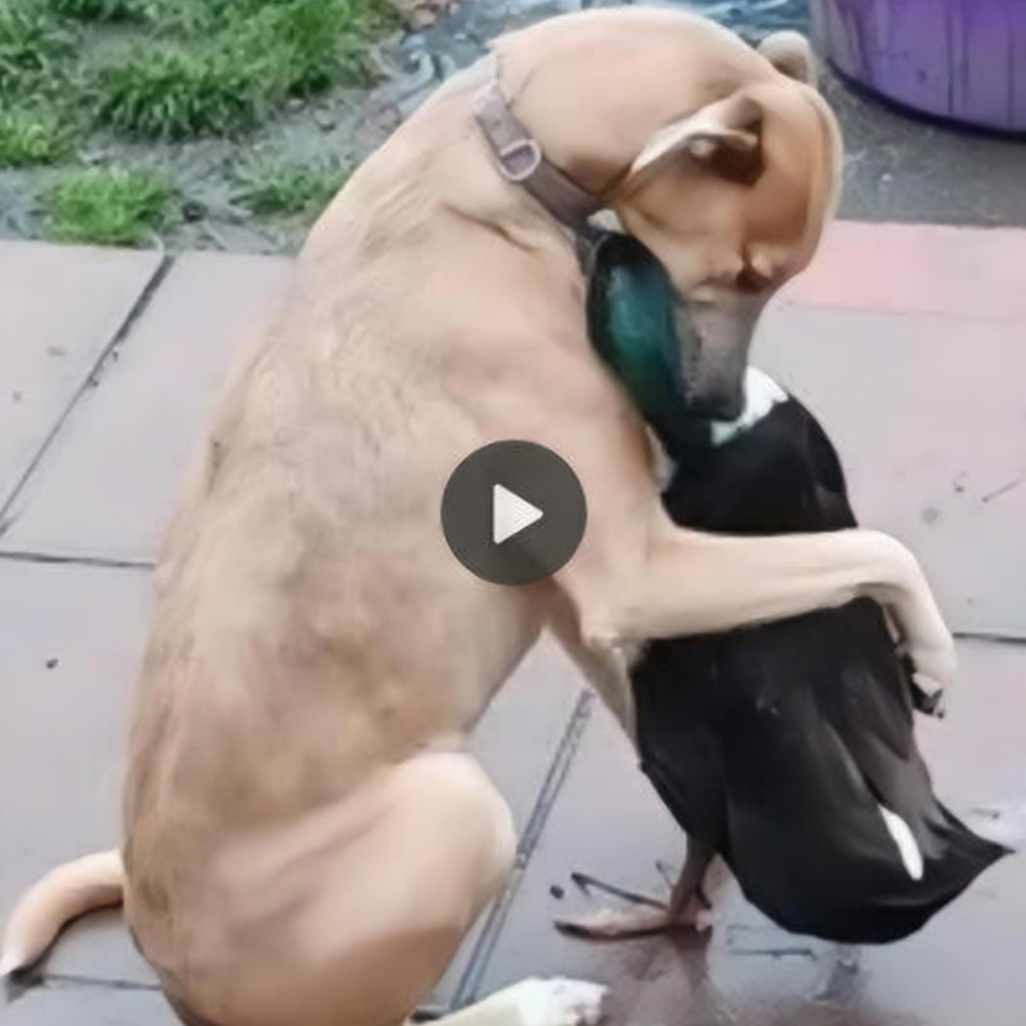 Heartfelt Goodbye: Devoted Dog Shares Tearful Farewell Hug with Duck in Their Final Encounter, Marking the End of 8 Months of Warm Friendship.
