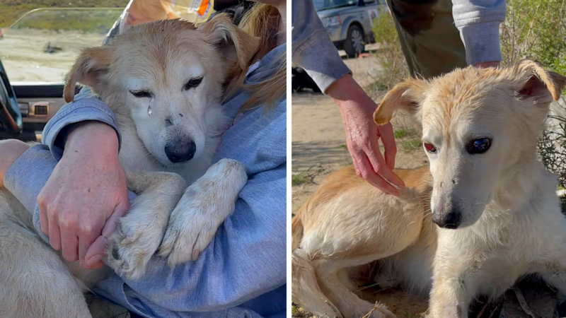 tho “Heartwarming Reunion: Deserted Blind Dog Discovers Comfort and Love in the Arms of a Compassionate Woman at the Dumpsite” tho