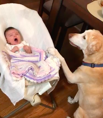 tho “In the tender tale of a dog gently rocking a baby to sleep, we witness the profound care and devotion that extends from man’s best friend to his owner’s child.” tho