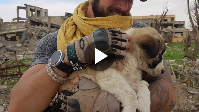 Finally, a lost puppy who has been searching for a hero meets him after traveling 5,000 kilometers to a military base in pursuit of a soldier. ‎